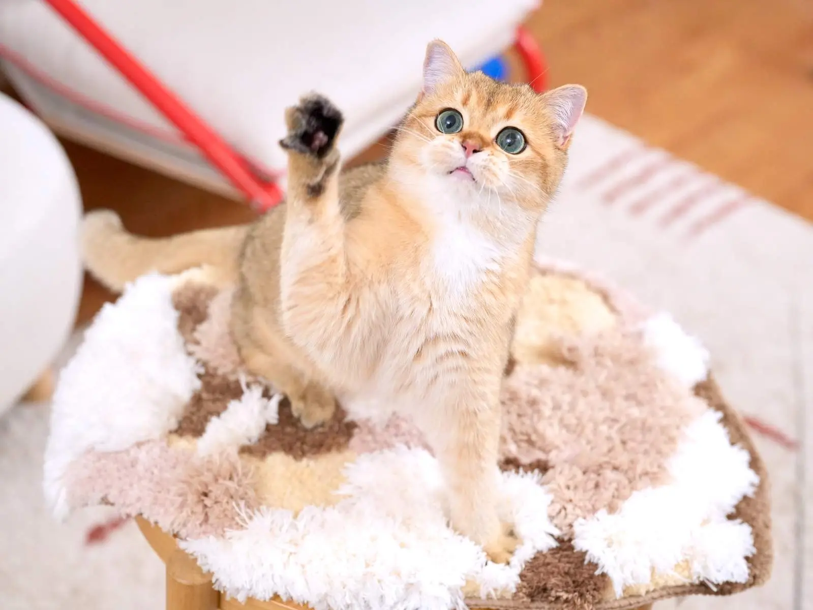 Rory — Golden — British Shorthair