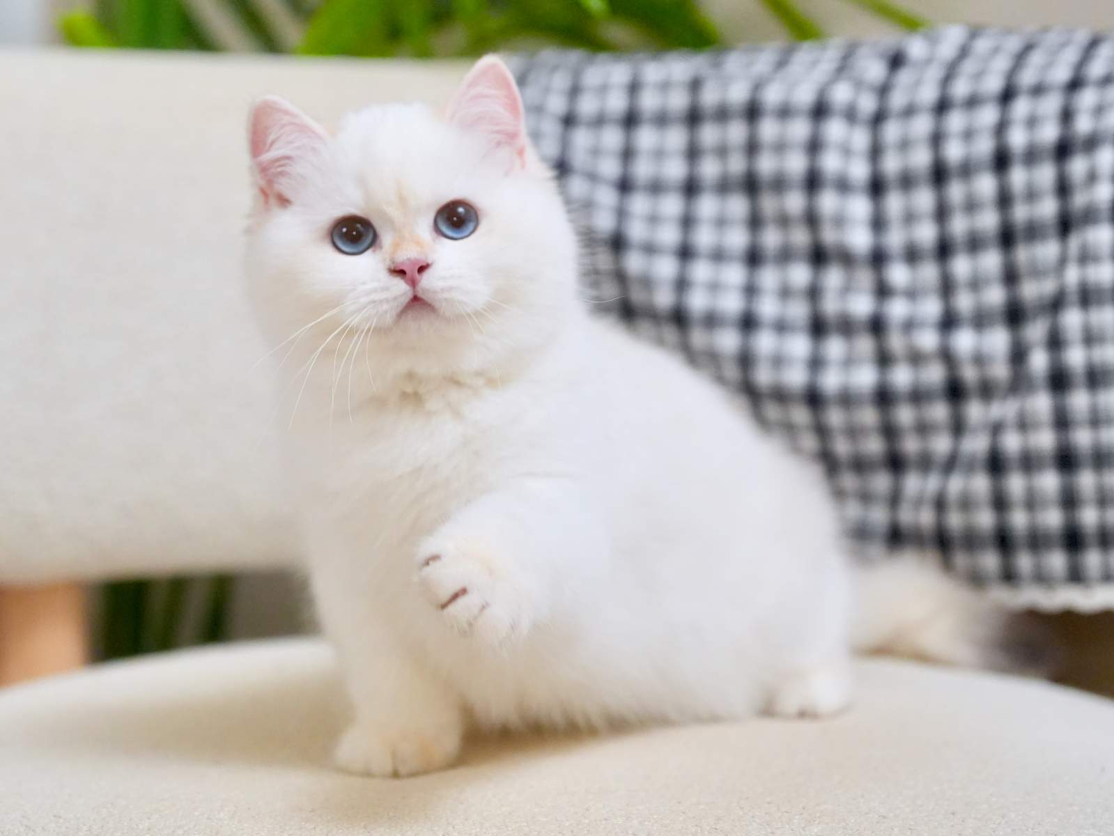 Golden point british shorthair for sale, nanook is waving to you