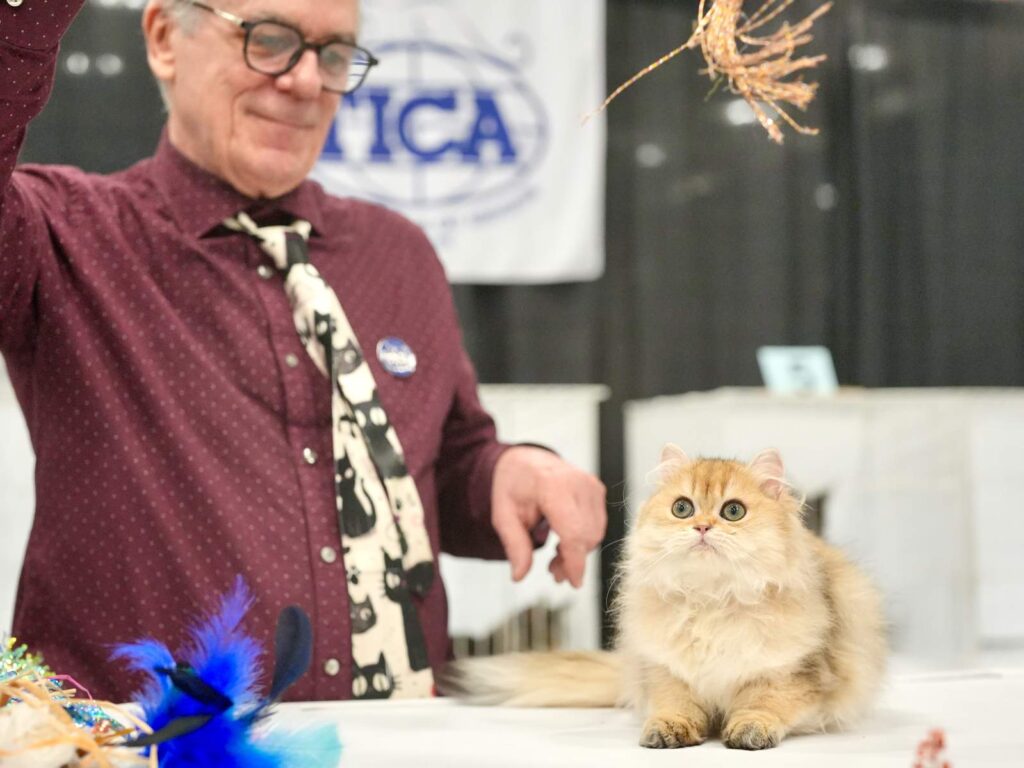 golden british longhair arielle is playing with judge in the show of TICA