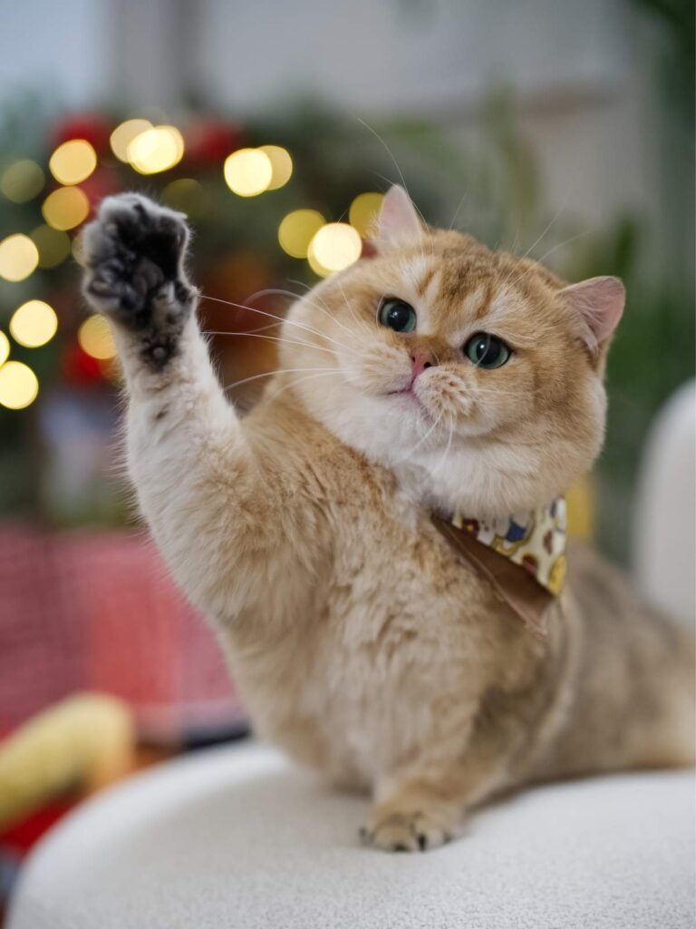 golden british shorthair cat carson is celebrating the holiday with other cats