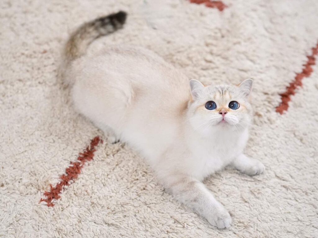 the naughty golden point british shorthair cat luna is playing on the ground