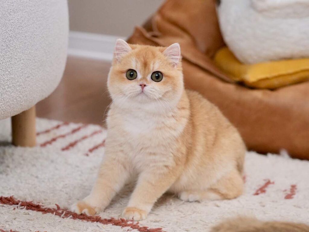 british shorthair kittens for sale potato is standing on the mat looking at you