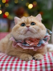 the cute and adorable golden british shorthair boy teddy is looking at us under a christmas tree
