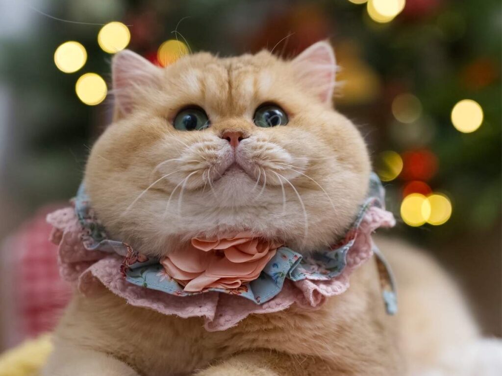 the golden british shorthair cat tree is smiling to us