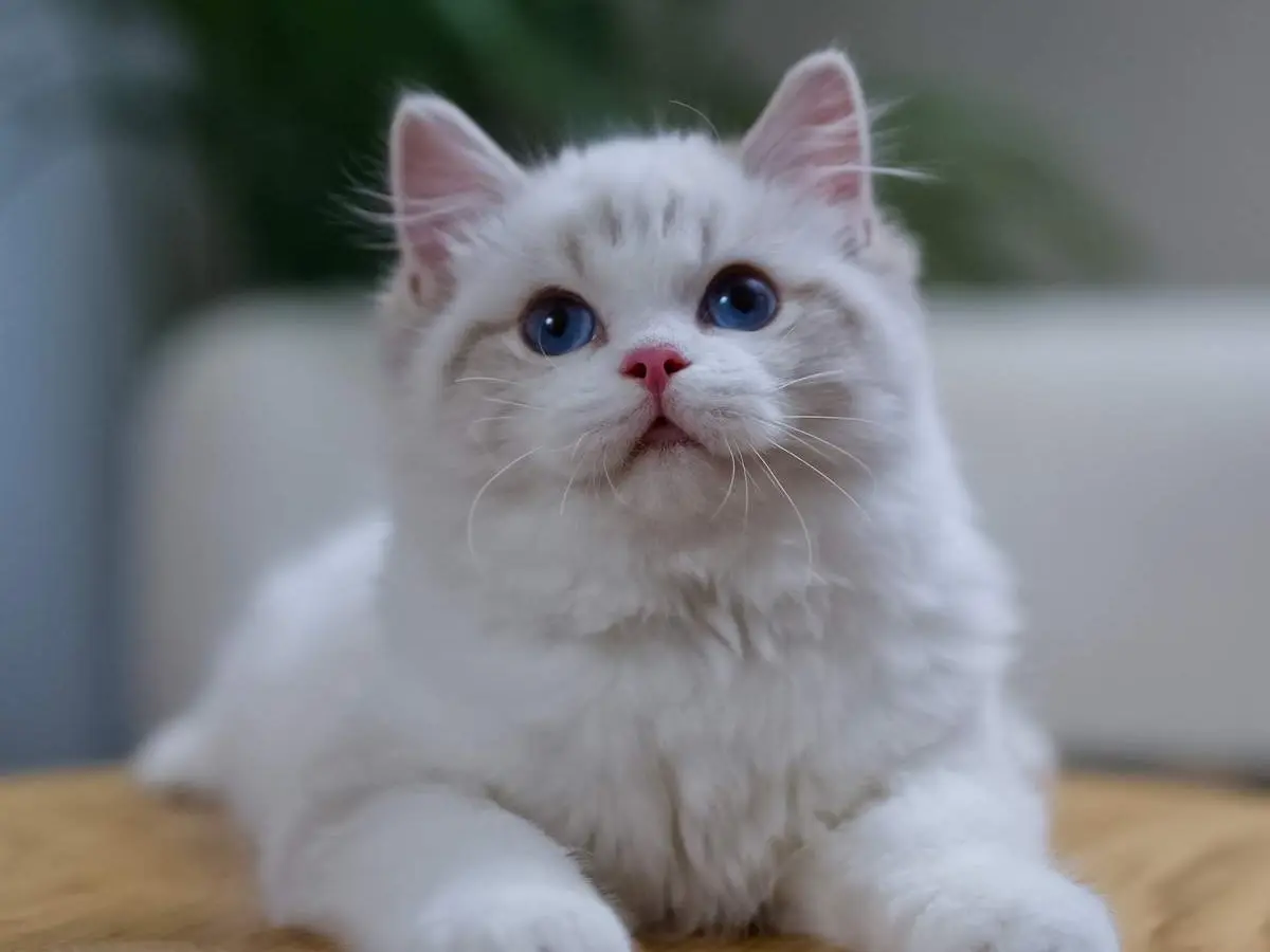 Ragdoll cat for HCM breed risk overview