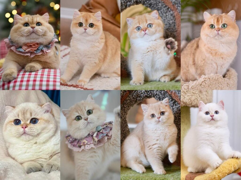 Our adorable british shorthair for sale cat, teddy, potato, max, carson, luna, sugar, ciel and nanook