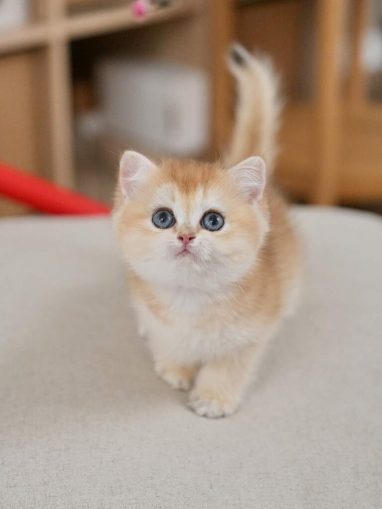 poppy_DSC02725_result