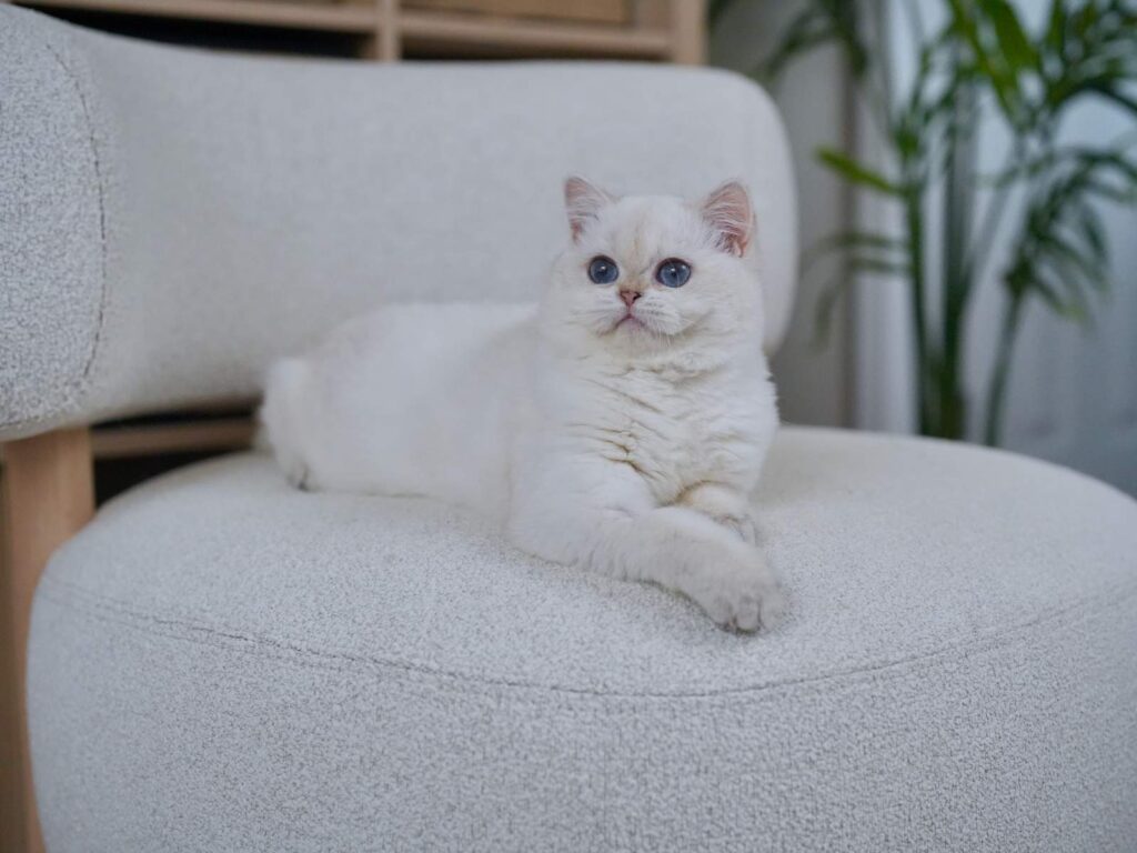 punky_DSC04591 (1)_result