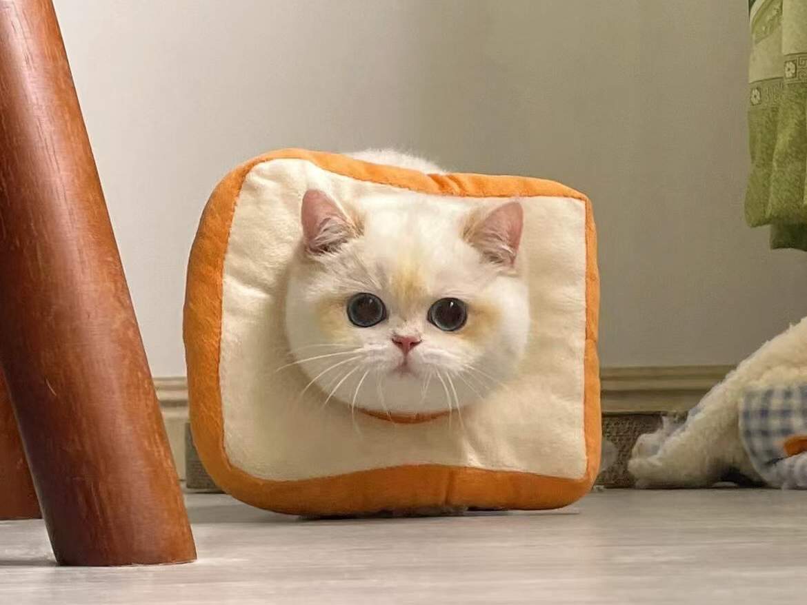 Shining, a BearMary British Shorthair cat