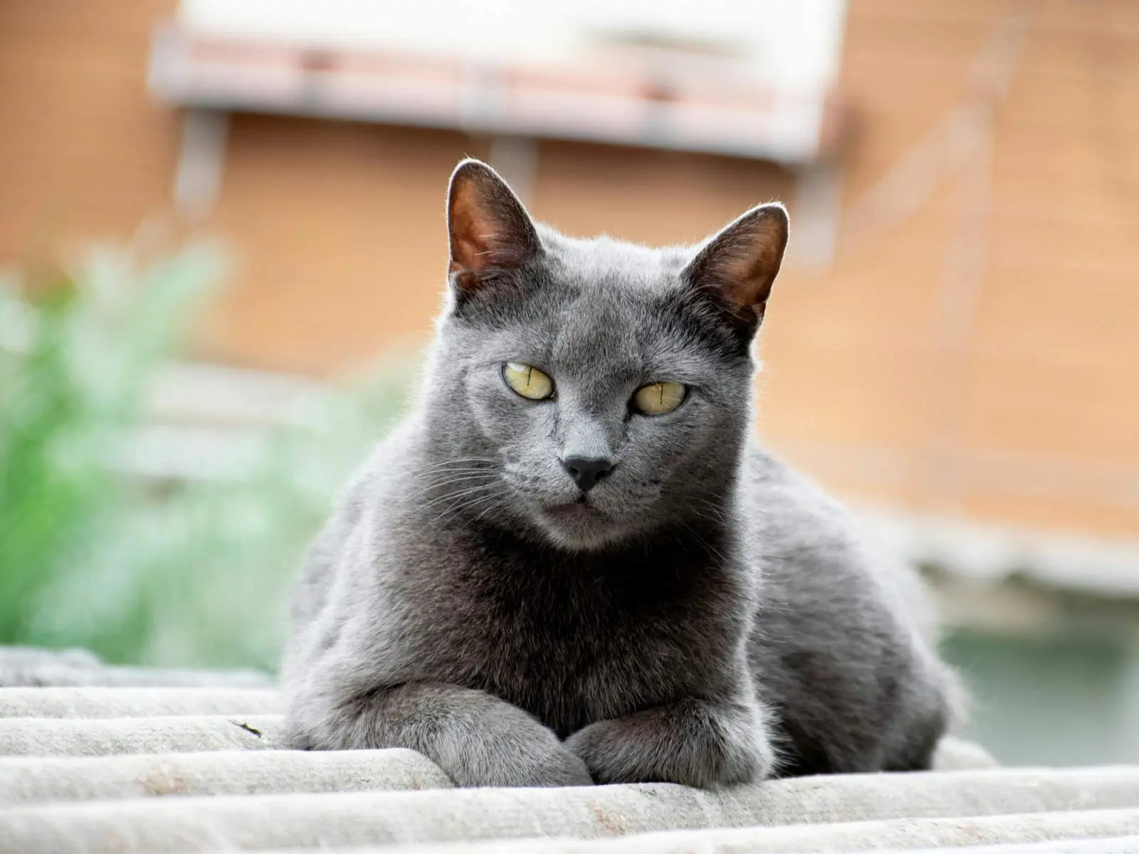 Chartreux cat for HCM breed risk overview