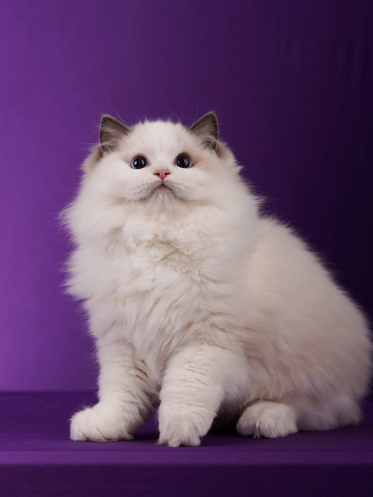 Mike the blue point bicolor Ragdoll male kitten available through BearMary