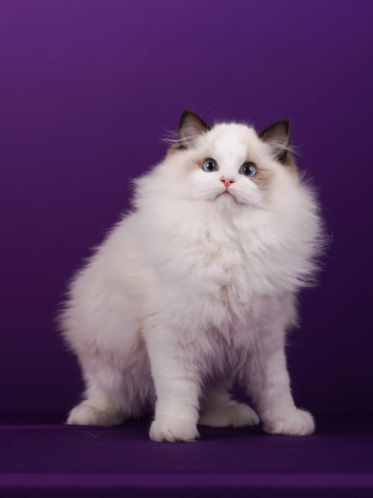 Steve the seal point bicolor Ragdoll male kitten with blue eyes available through BearMary