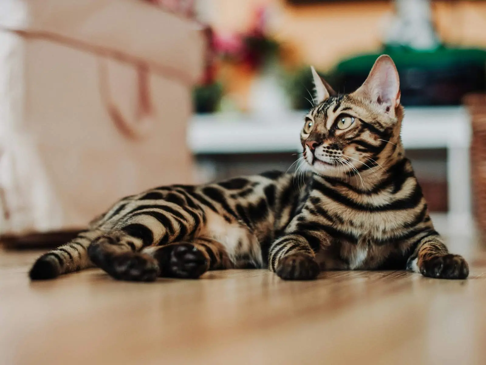 Bengal cat for HCM breed risk overview