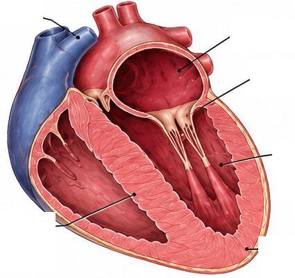 An illustrated cross-section of a feline heart showing the chambers, valves, aorta, and ventricular wall