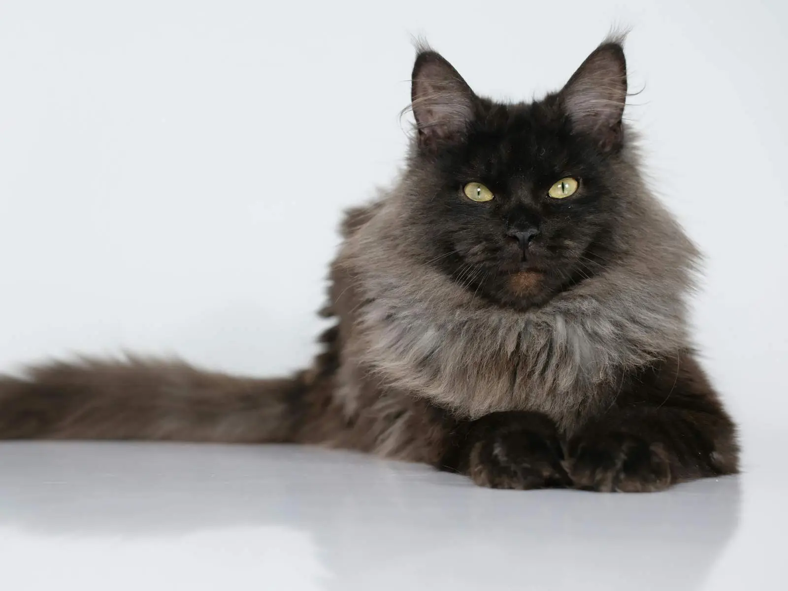 Maine Coon cat for HCM breed risk overview