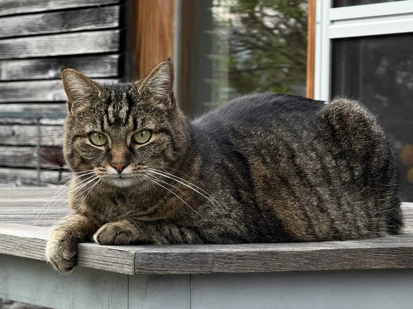 Mixed breed or other cat for HCM breed risk overview