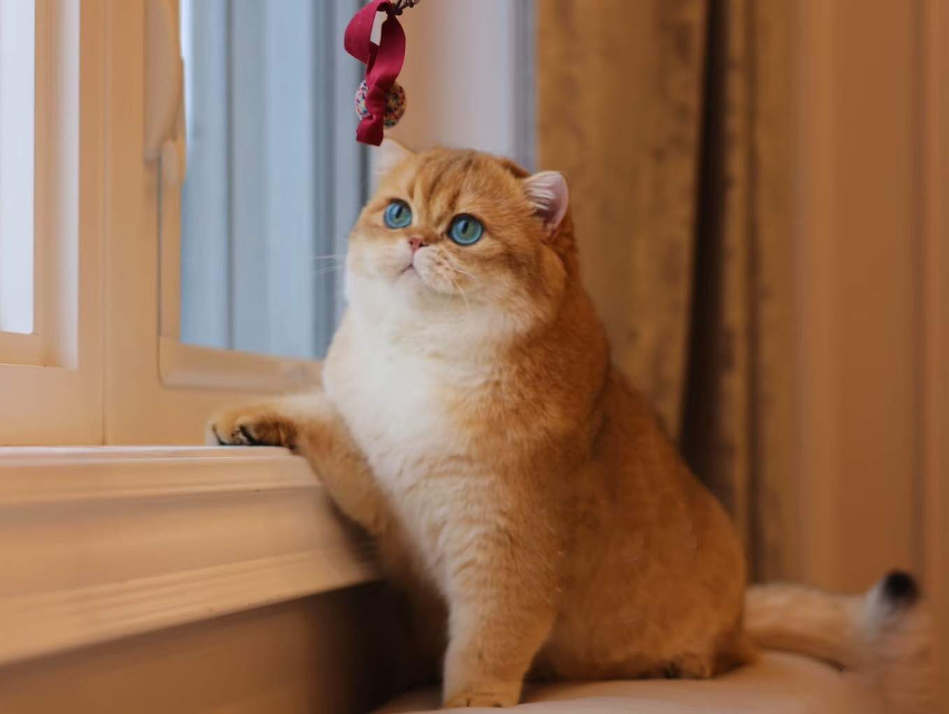Oreo, a BearMary British Shorthair cat