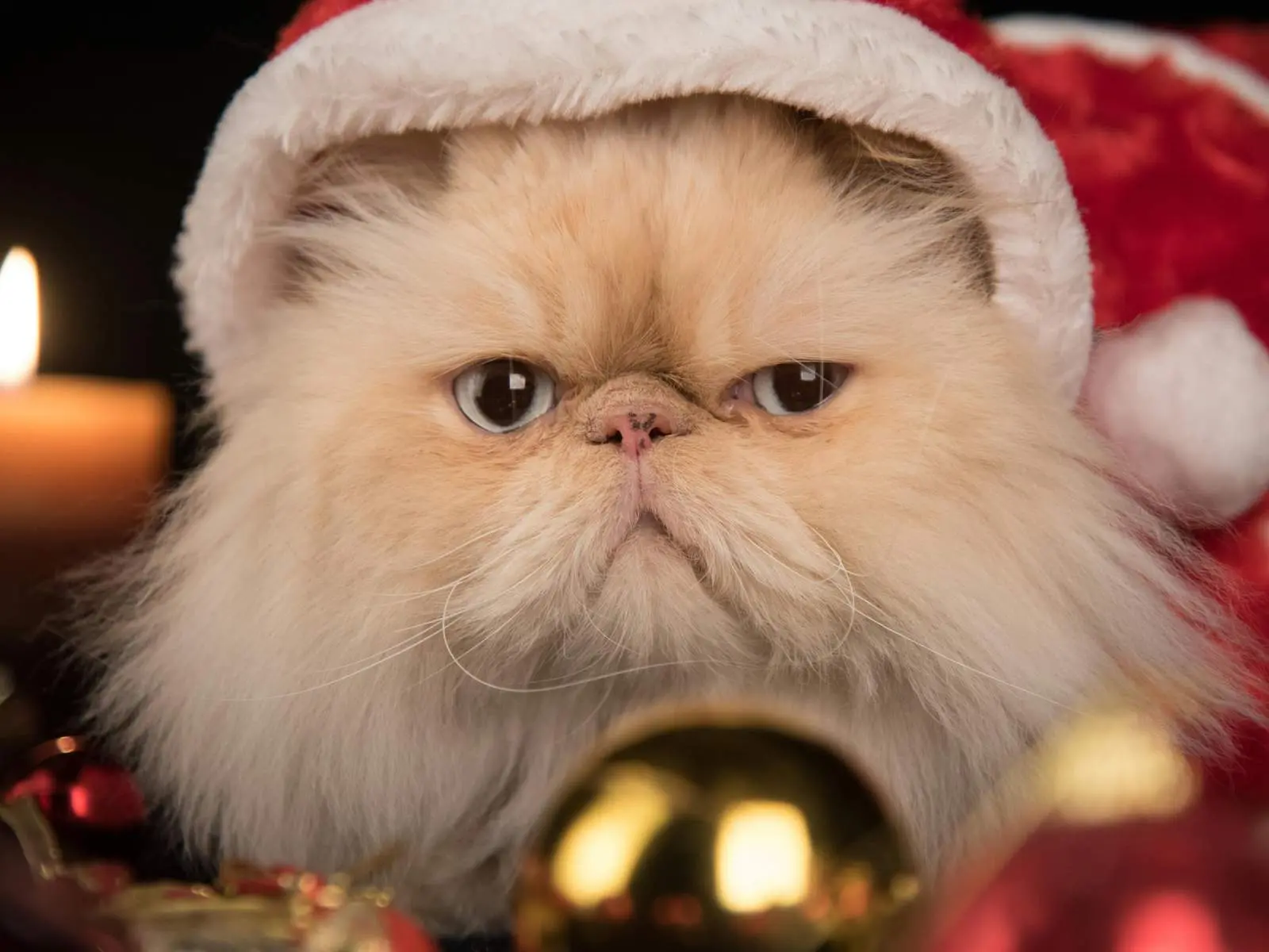 Persian cat for HCM breed risk overview
