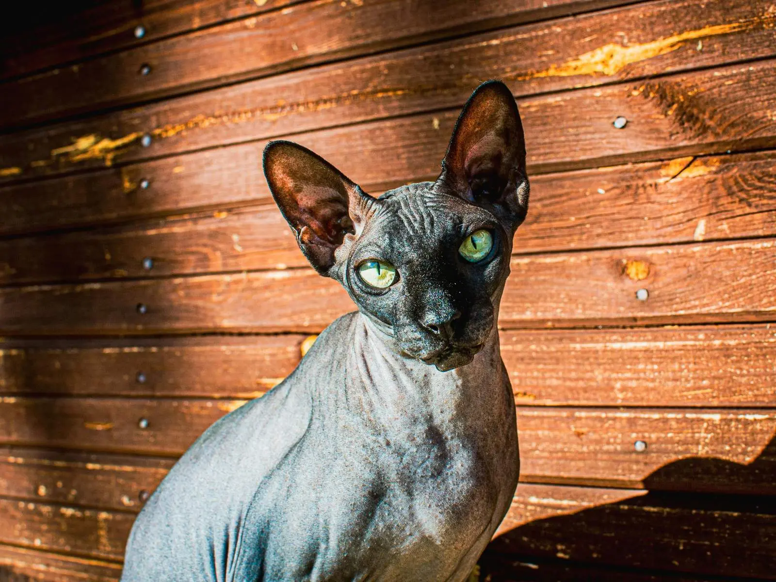 Sphynx cat for HCM breed risk overview