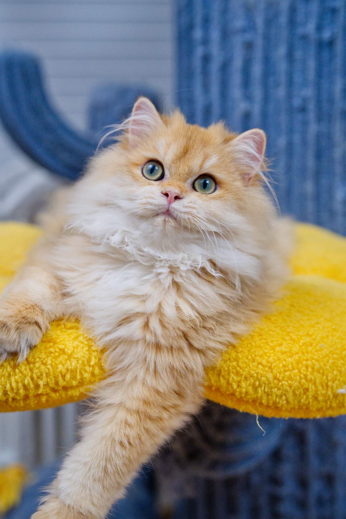 Close portrait of Maple resting on a yellow cushion with one front leg stretched forward.