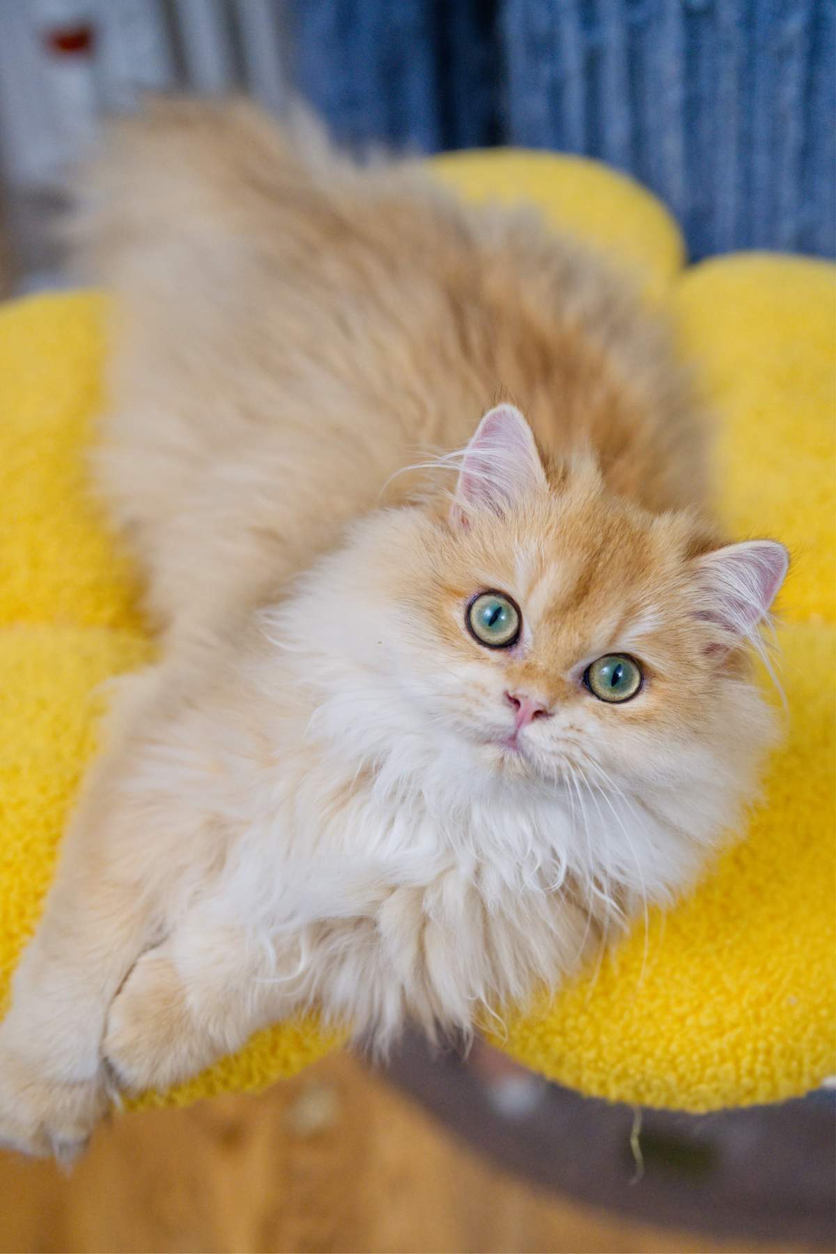 Maple reclining on a yellow cushion and looking upward toward the camera.