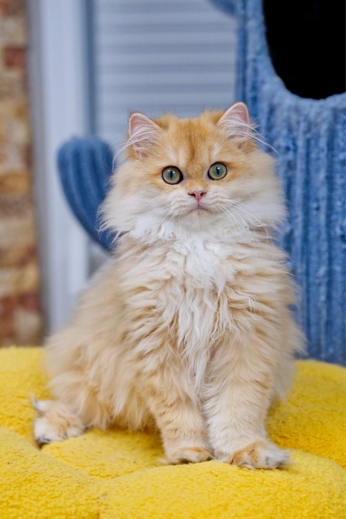 Maple sitting upright on a bright yellow cushion and looking toward the camera.