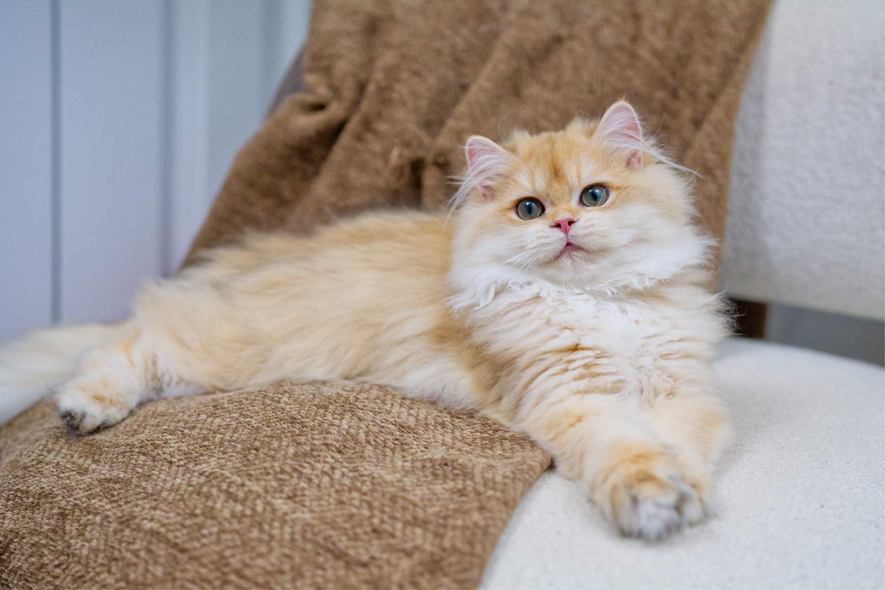 Maple reclining on a brown cushion with one front paw stretched forward.