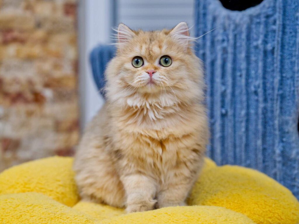 Golden British Longhair Taro