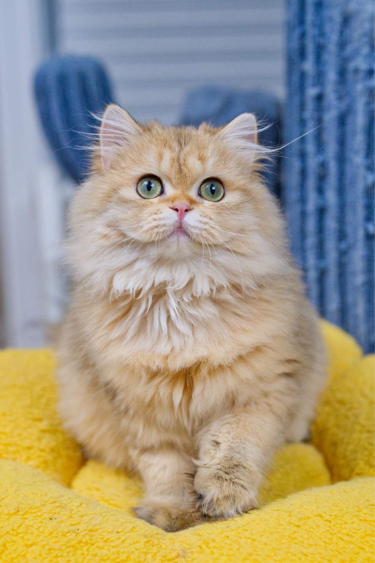 Taro, a Golden Spotted Tabby British Longhair kitten with green eyes, sitting upright on a yellow cushion.