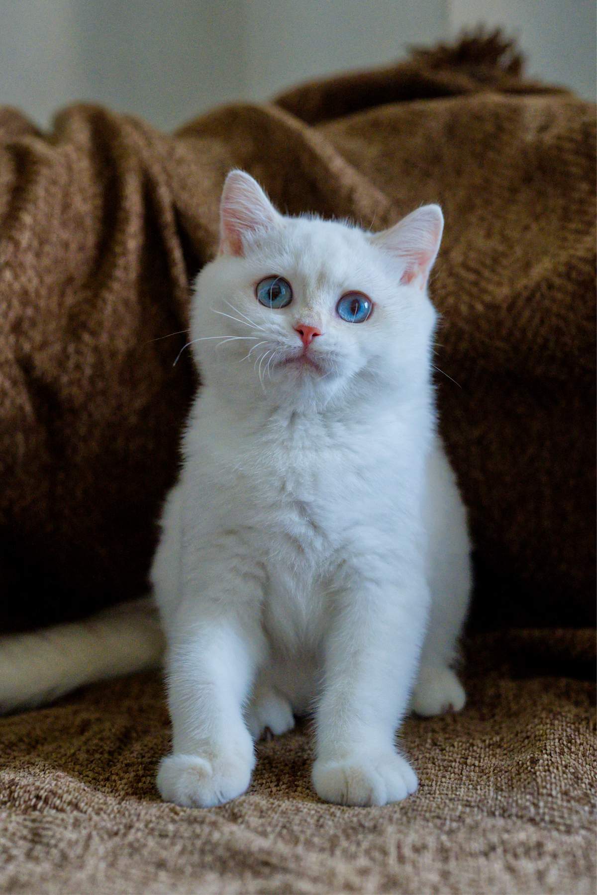 Clover, a Golden Point Shaded British Shorthair kitten with blue eyes, sitting upright on a brown blanket.