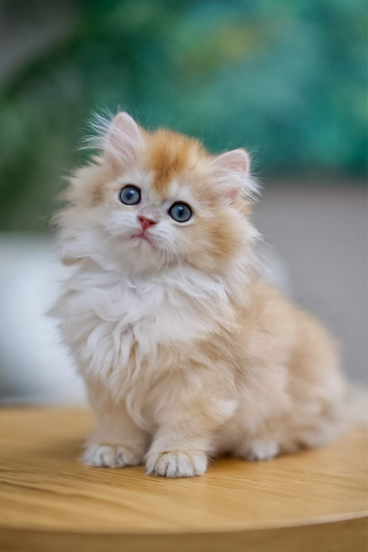 Maple as a young kitten sitting on a wooden surface with a softly blurred green background.