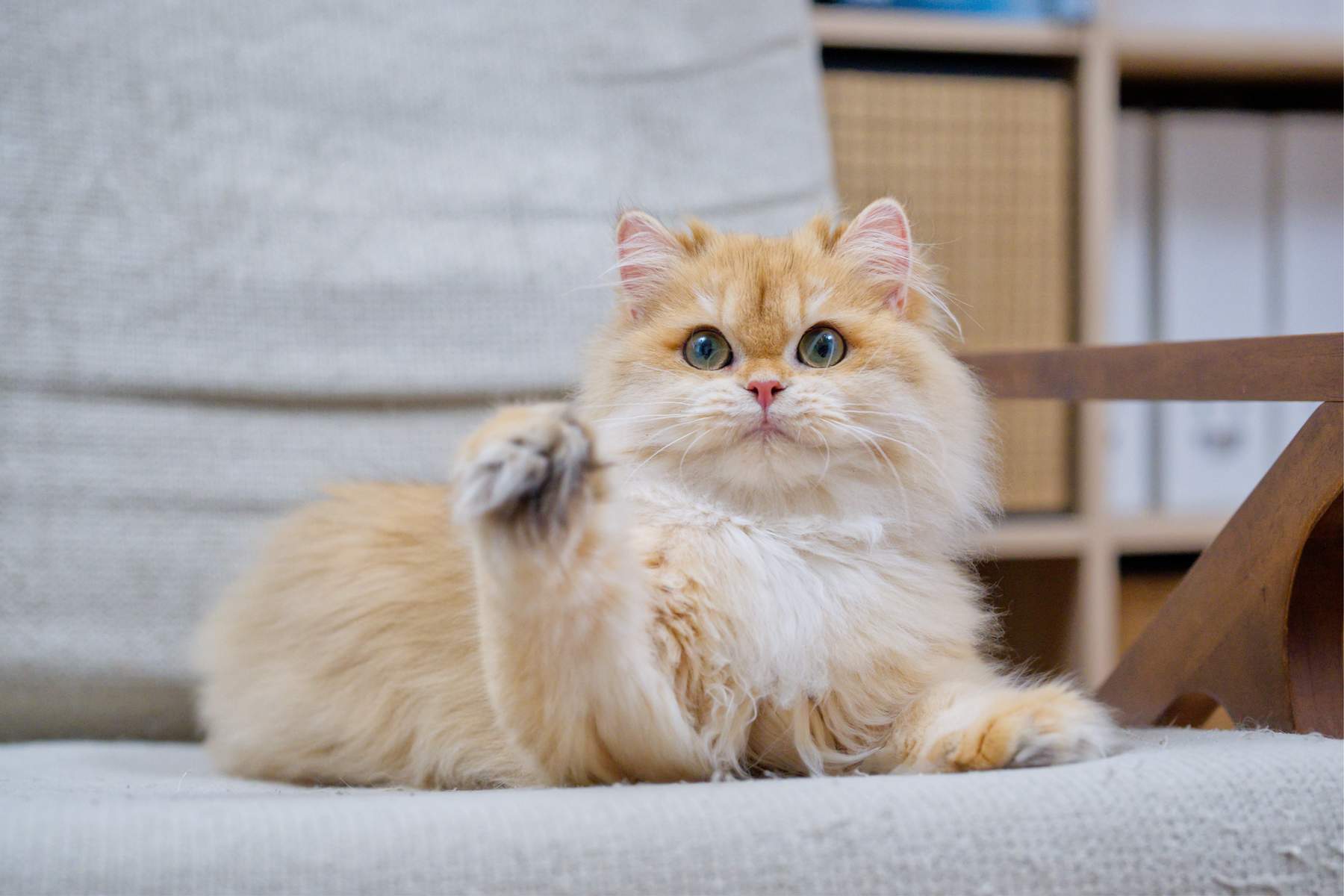 Maple lying on a light gray chair with one front paw raised.