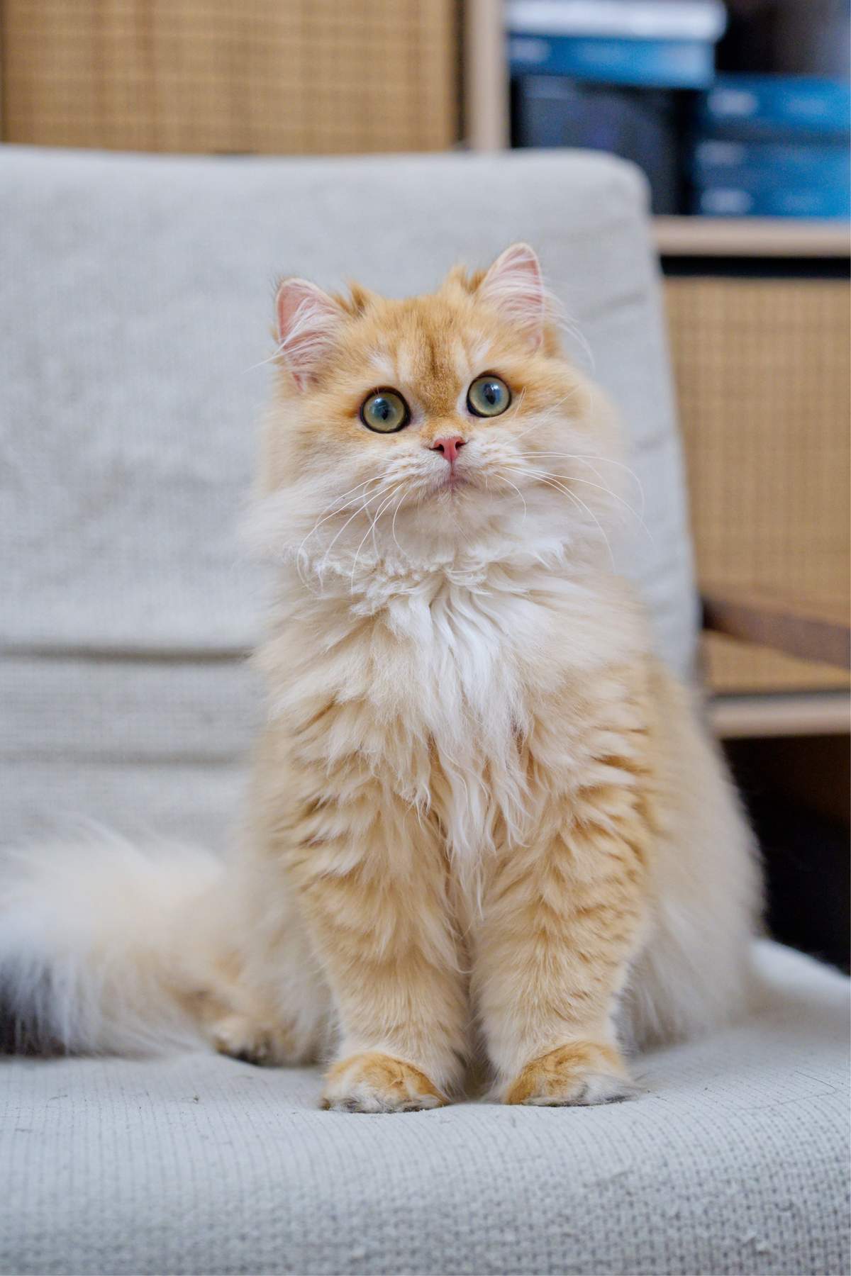 Maple, a golden British Longhair kitten with green eyes, sitting upright on a light gray chair.