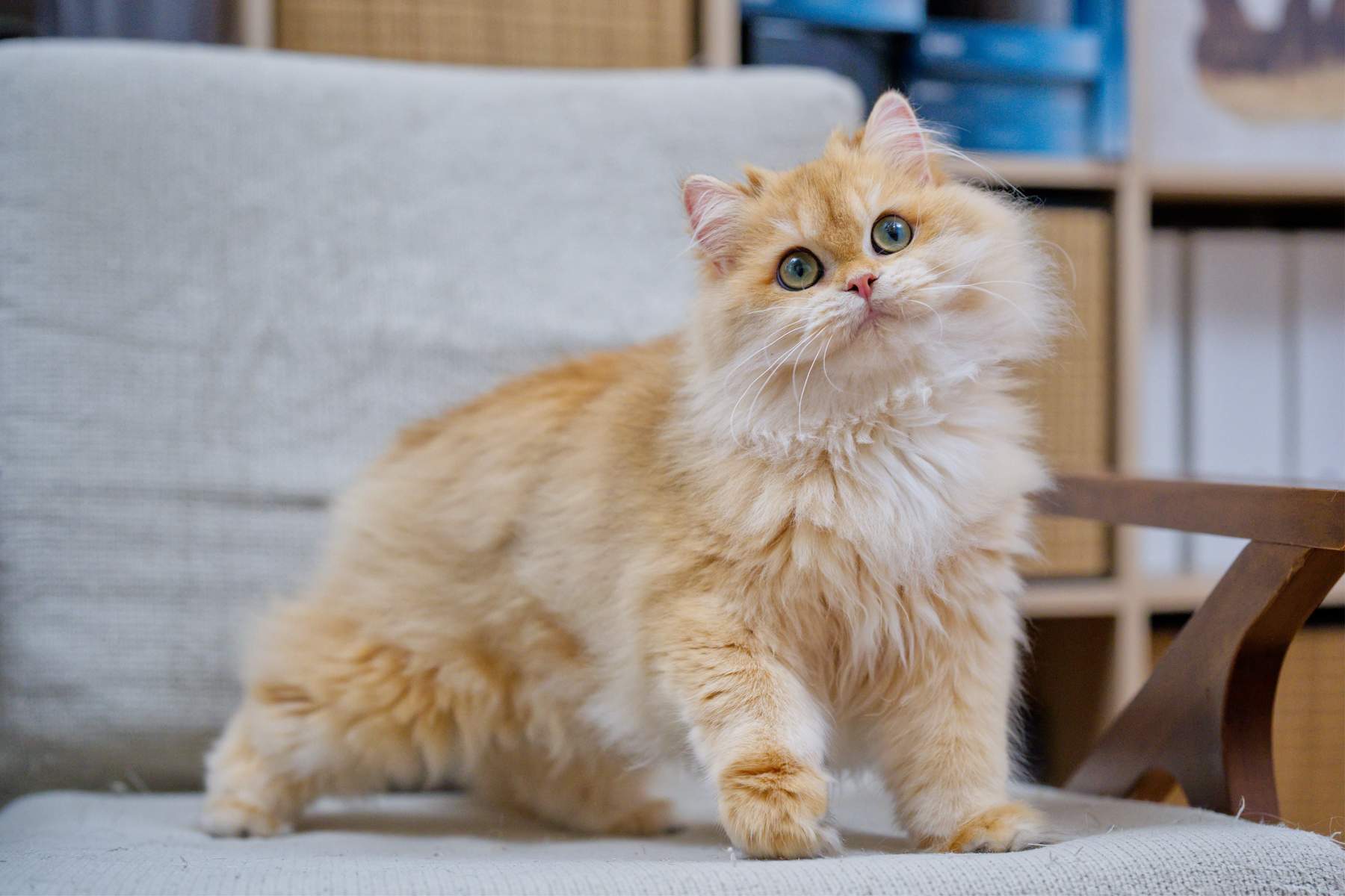 Maple standing on a light gray chair with her head tilted slightly to one side.