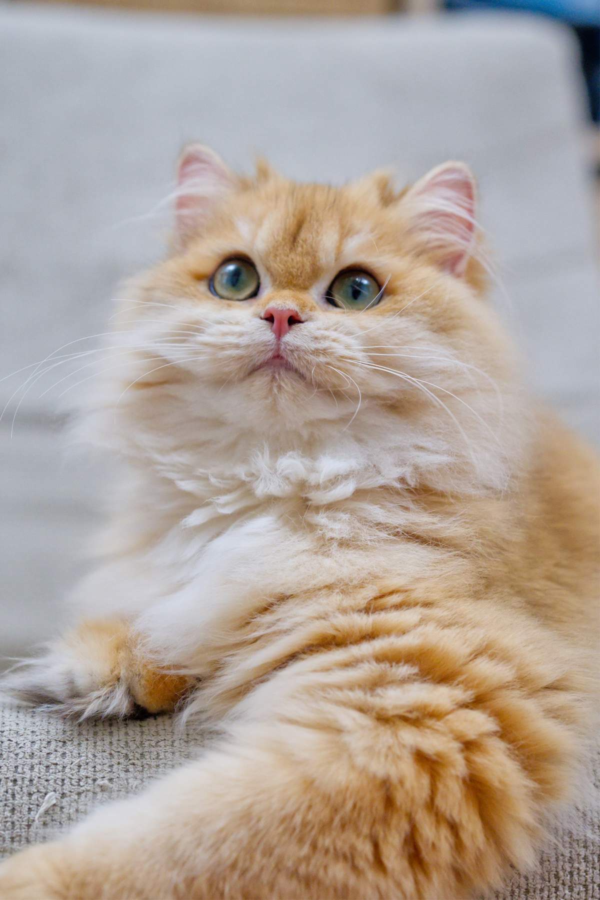 Close portrait of Maple reclining on a light gray chair with one fluffy front paw in the foreground.
