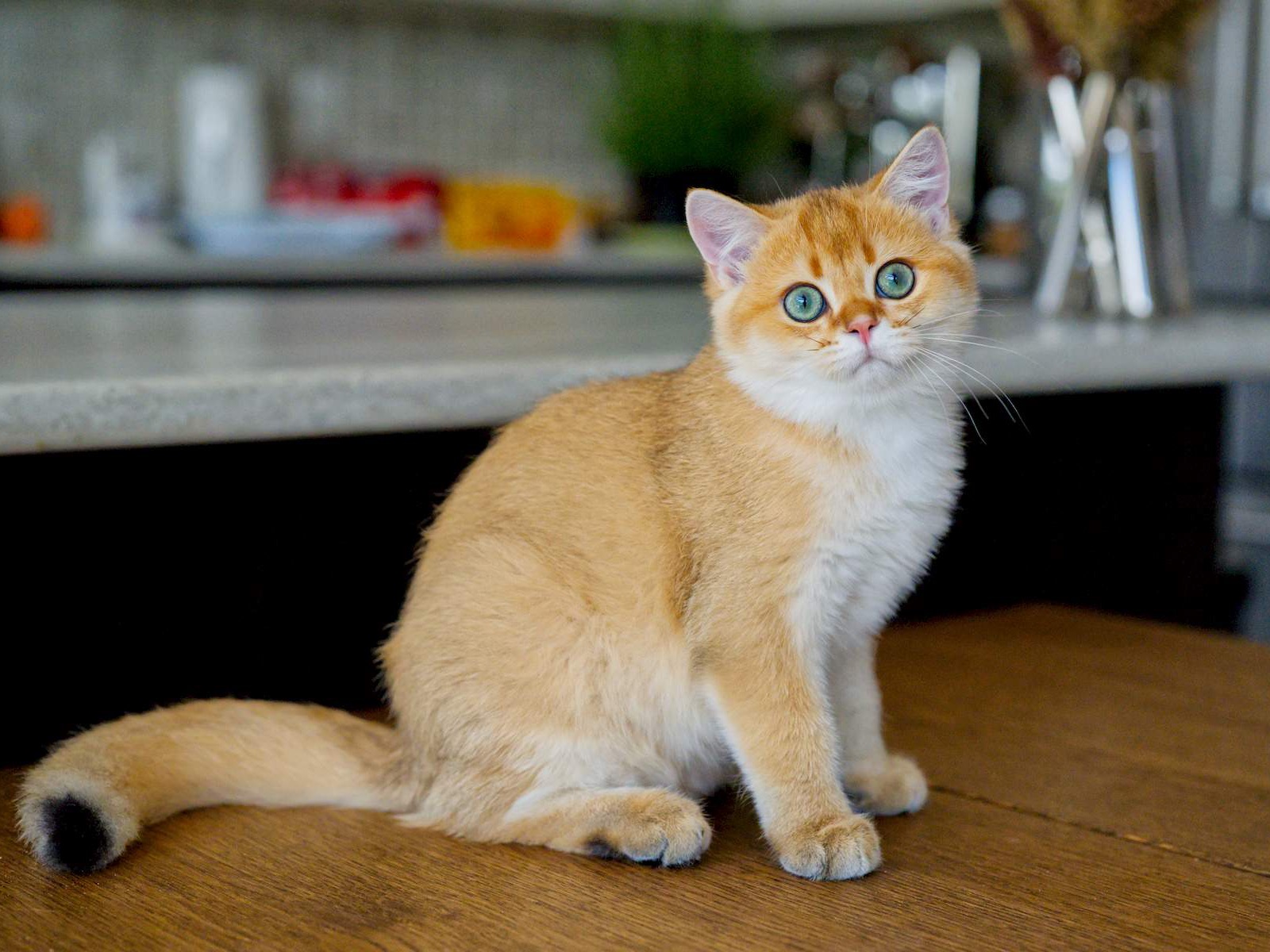 Felix, a Golden Shaded kitten with green eyes.
