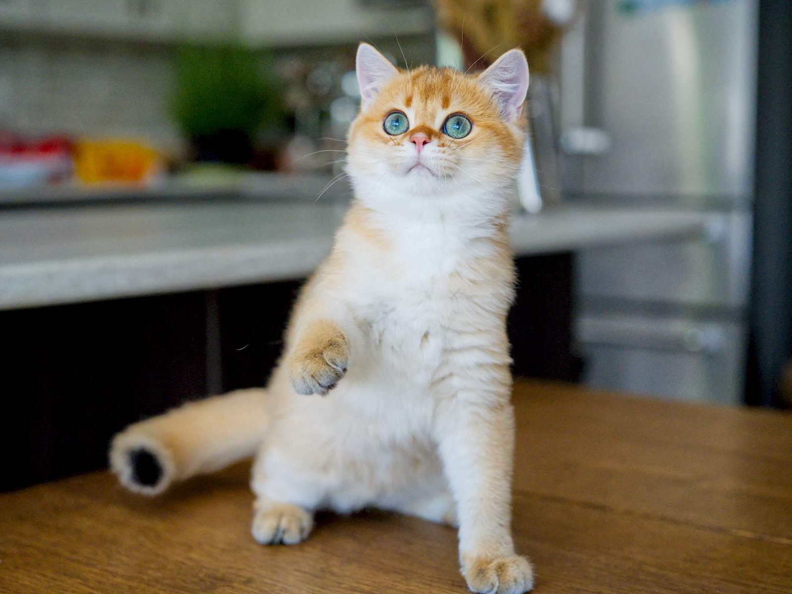 Felix, a British Shorthair kitten with a warm golden coat.