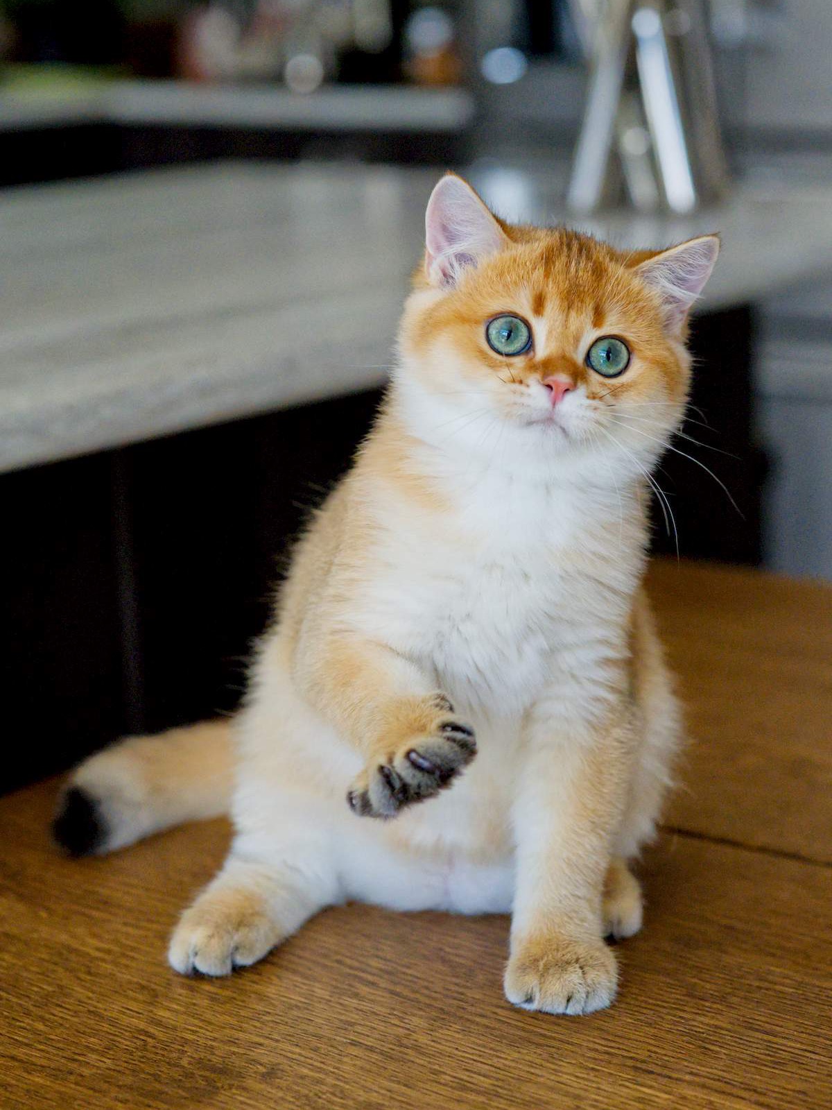 Felix, a Golden Shaded British Shorthair kitten.