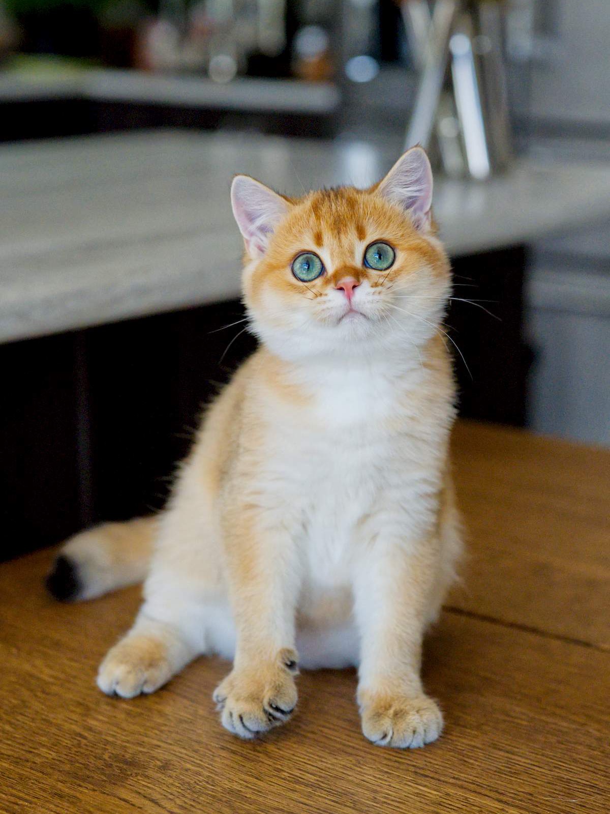 Felix, a Golden Shaded British Shorthair kitten with green eyes.