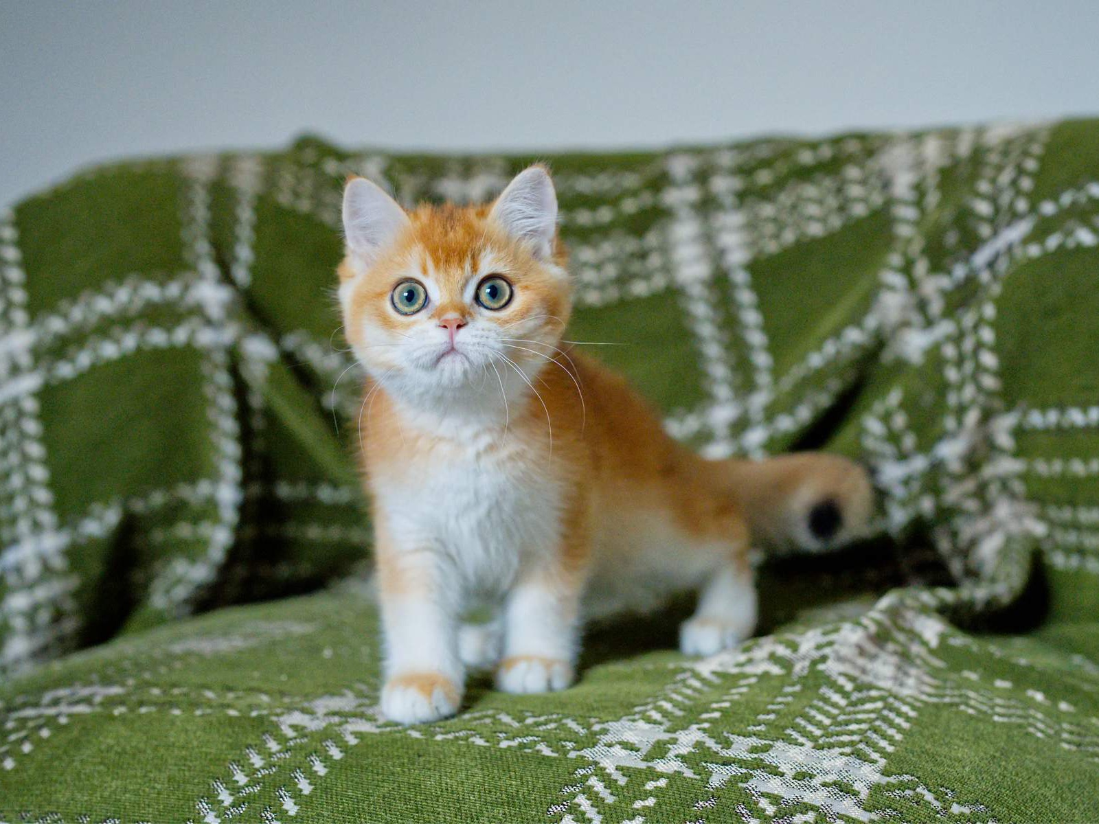Louis, a British Shorthair kitten with bright yellow green eyes.