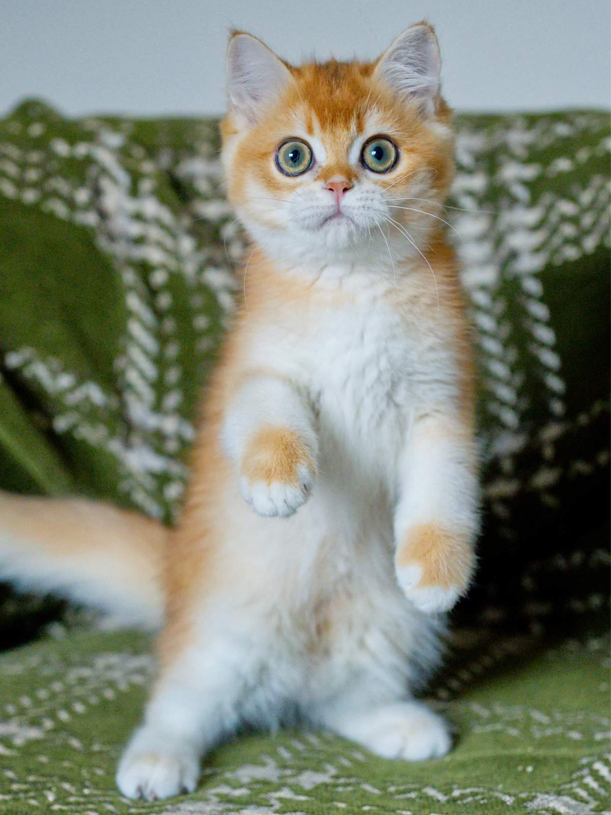 Louis, a Golden Shaded British Shorthair kitten.
