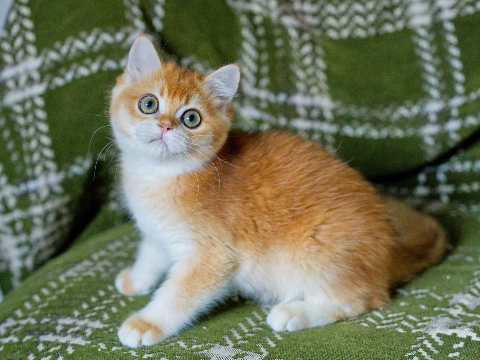 Louis, a Golden Shaded kitten with yellow green eyes.