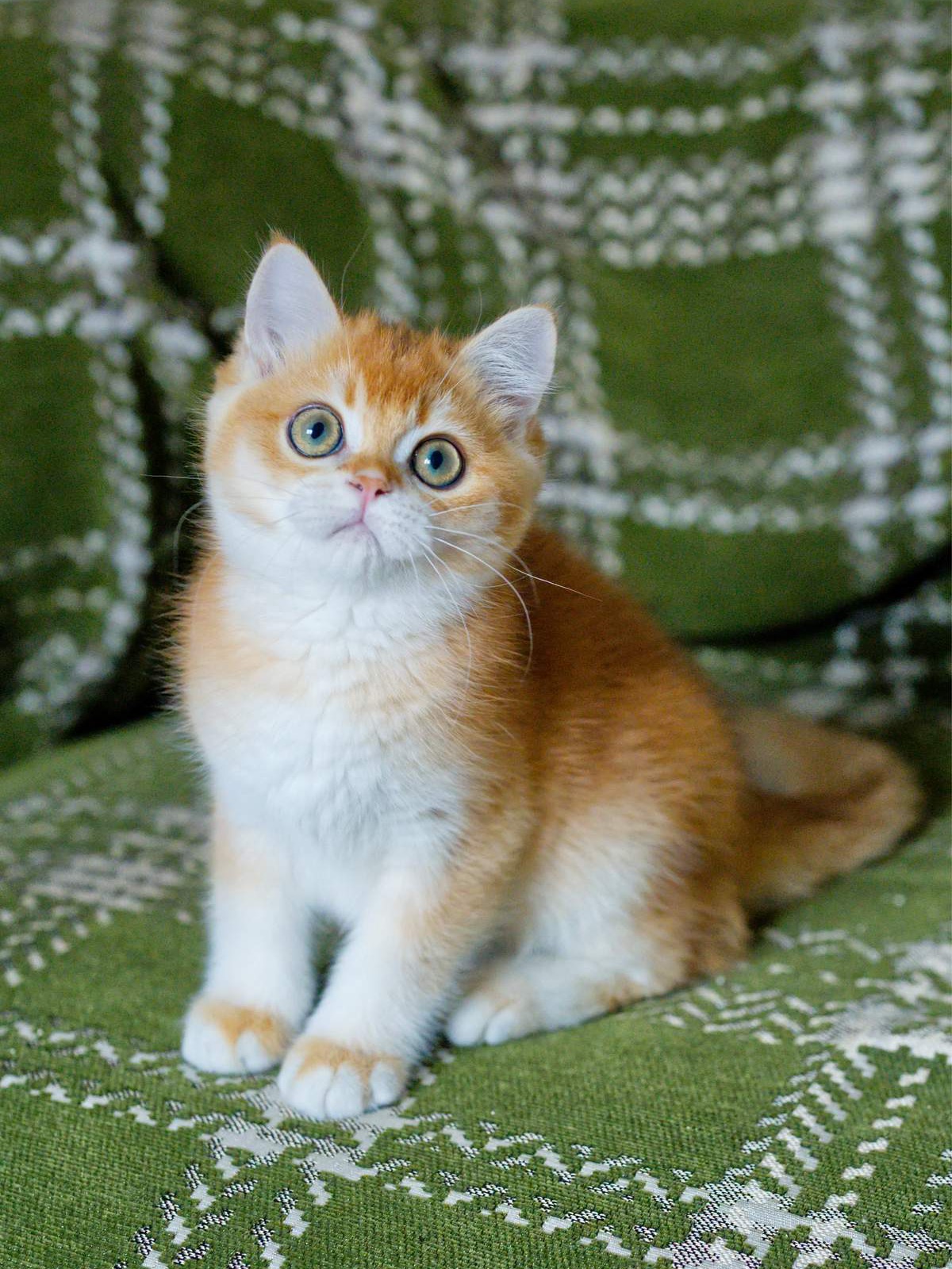 Louis, a British Shorthair kitten with a dense golden coat.