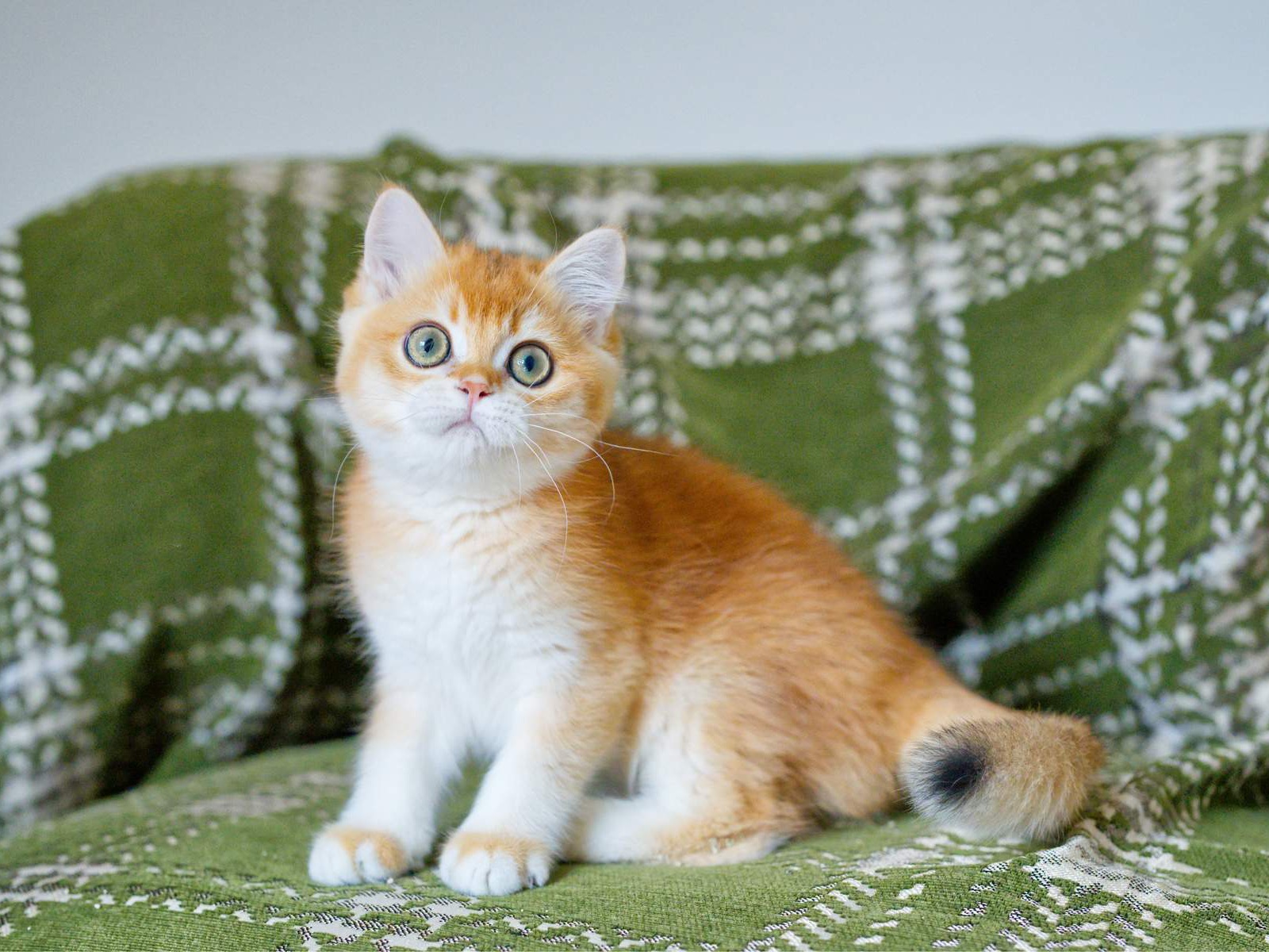 Louis, a kitten with a warm golden coat.