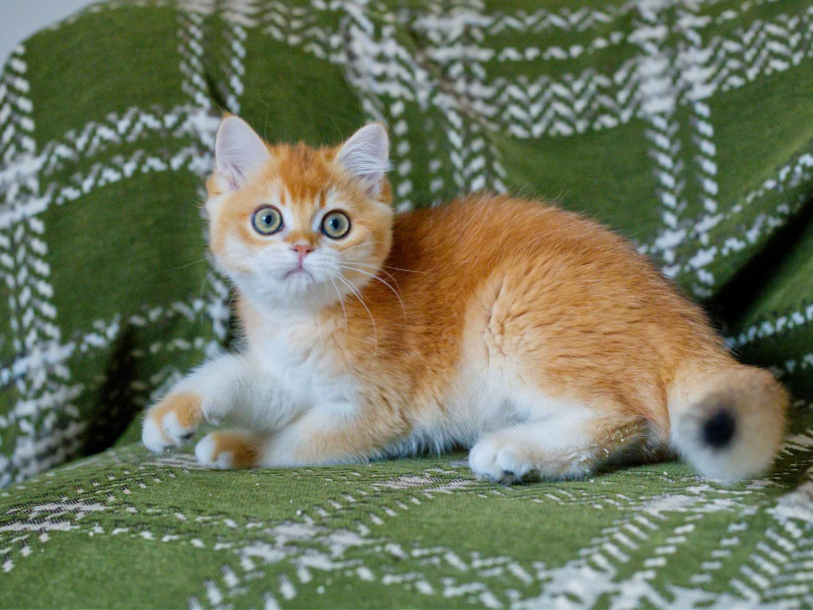 Louis, a British Shorthair kitten with a round face.