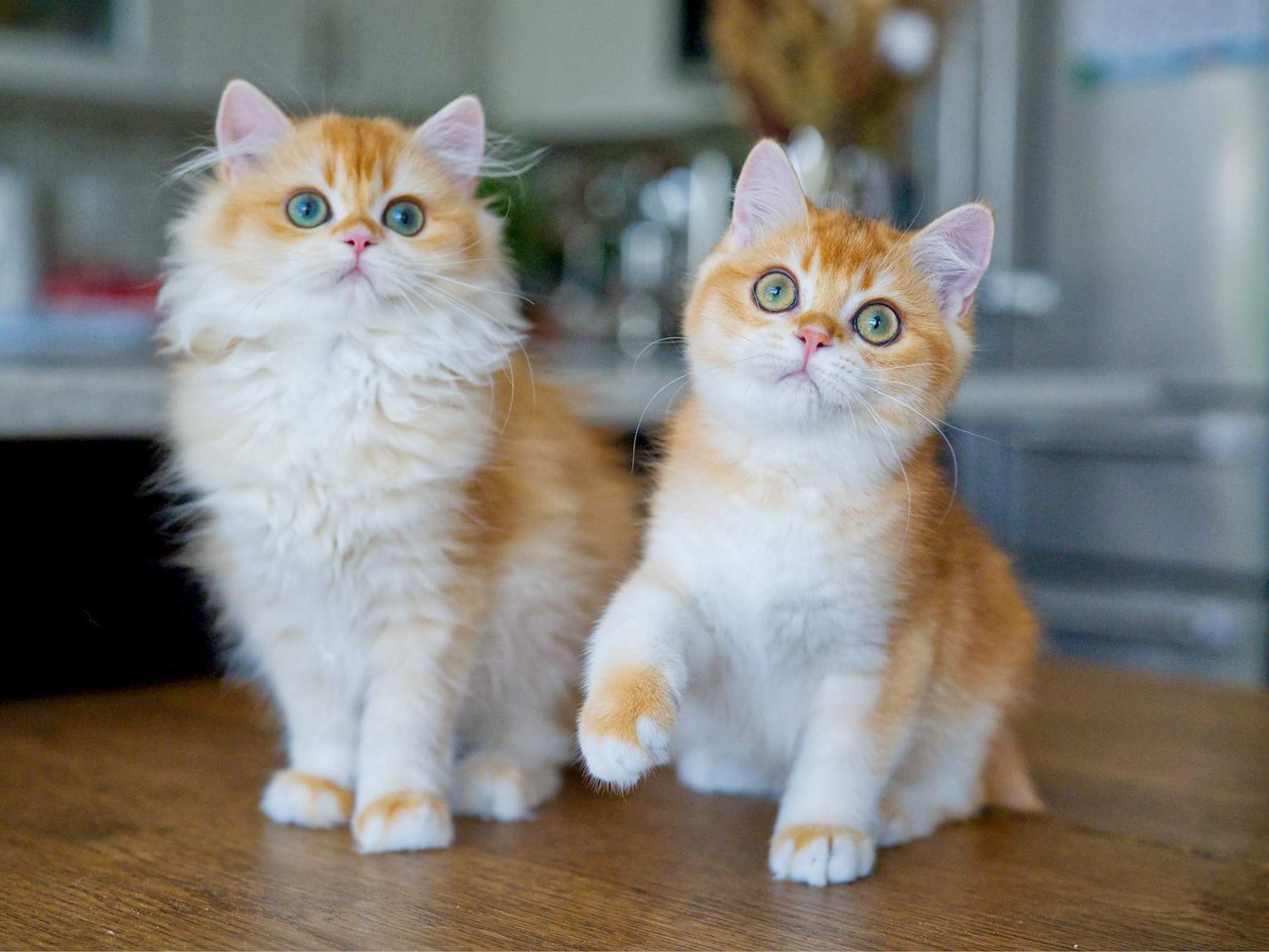 Louis, a Golden Shaded British Shorthair kitten.