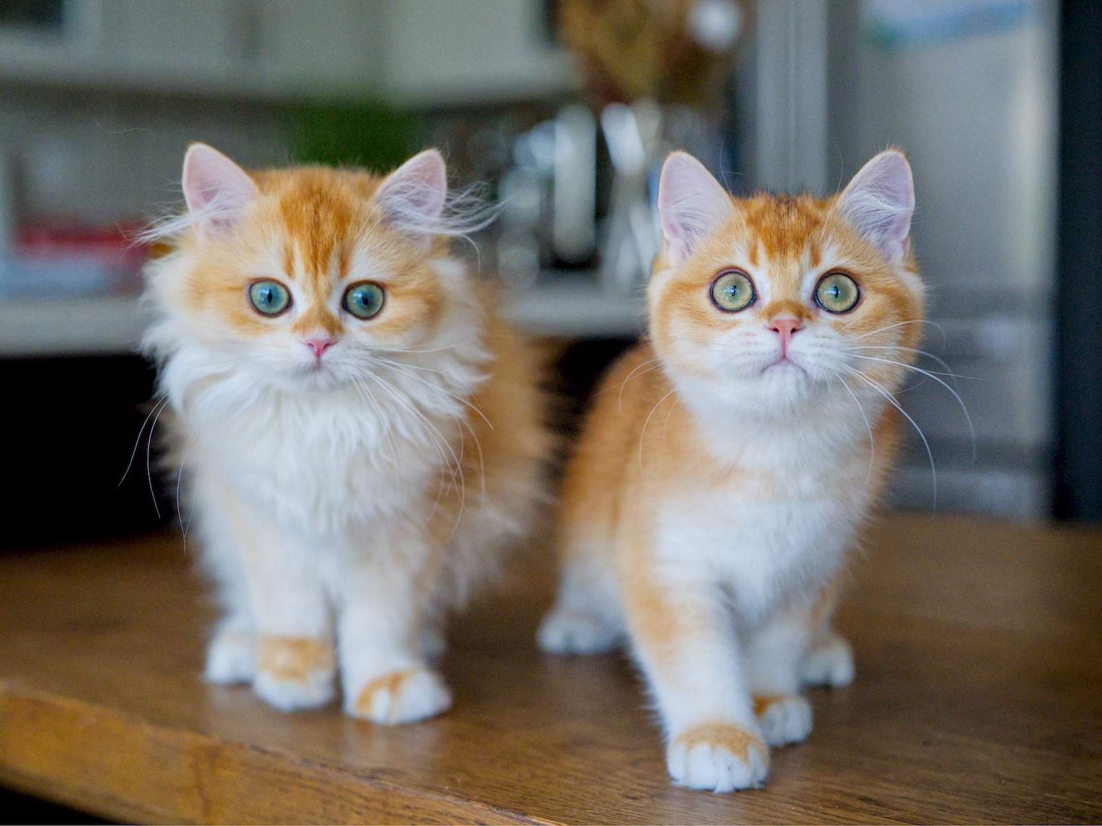 Louis, a kitten with a rich golden coat.