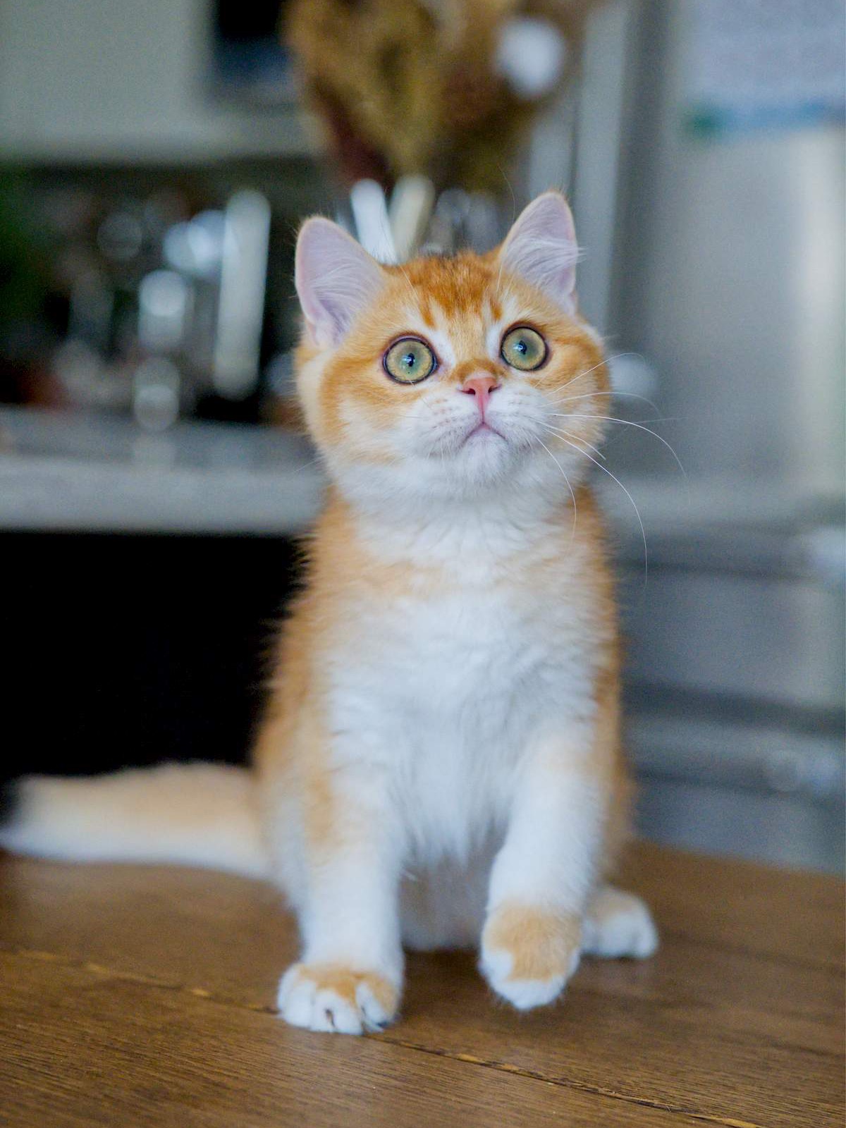 Louis, a British Shorthair kitten with yellow green eyes.