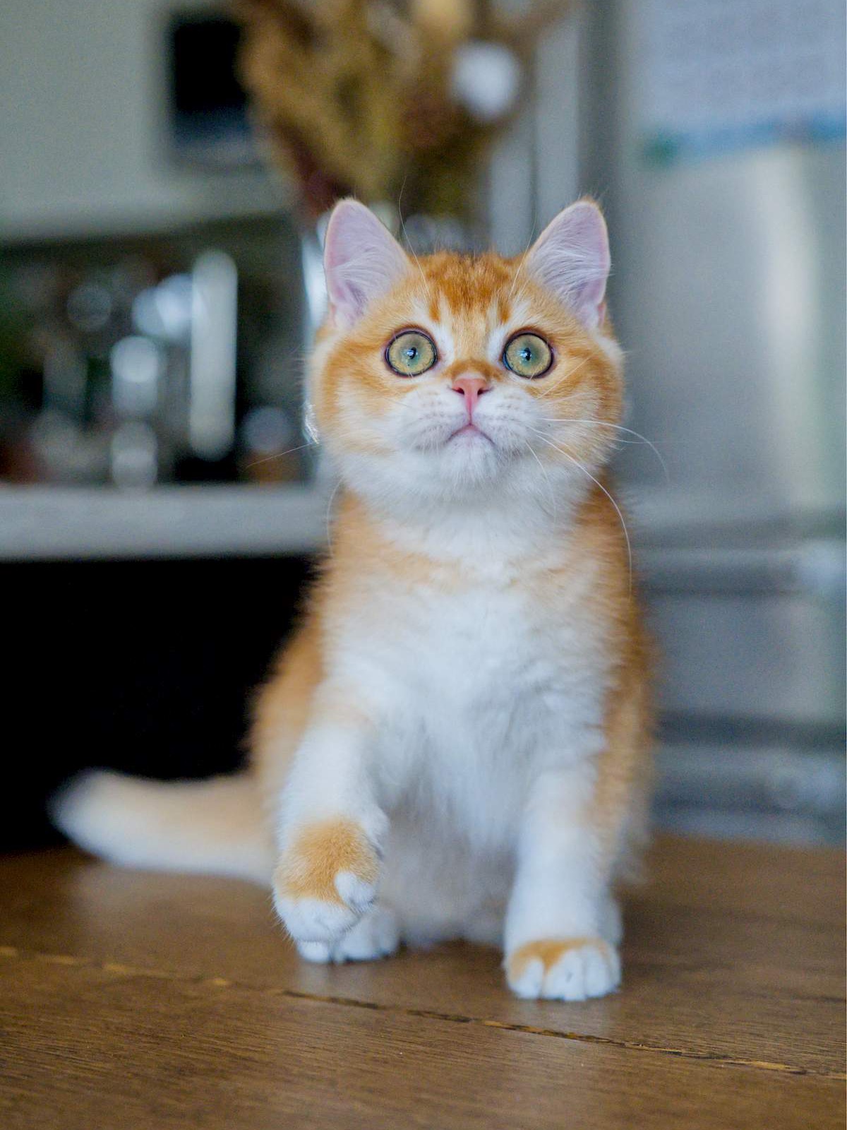 Louis, a Golden Shaded British Shorthair kitten.