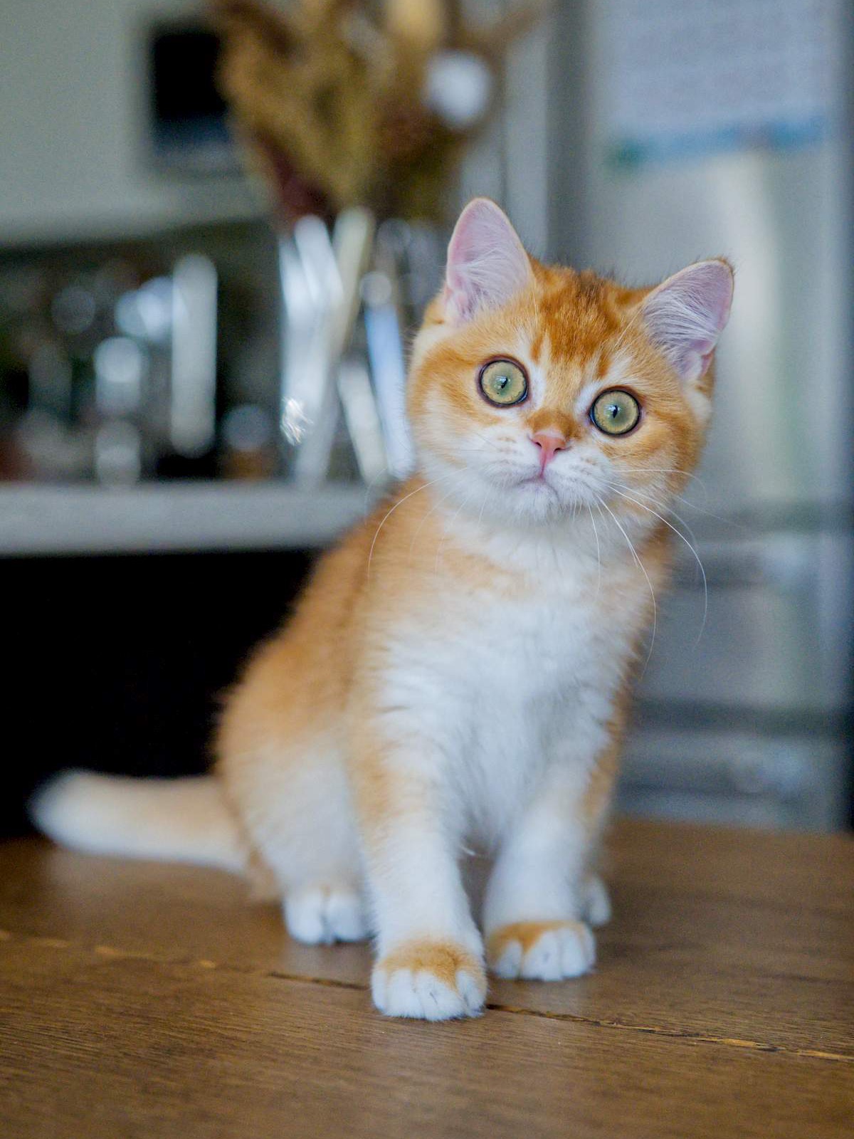Louis, a Golden Shaded British Shorthair kitten with yellow green eyes.